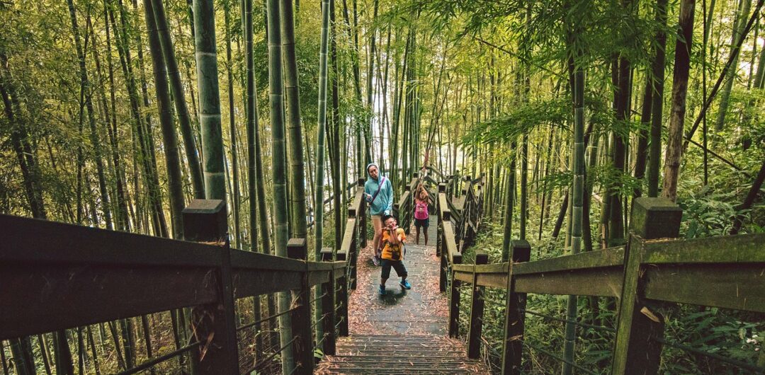 How You Can Travel Comfortably Without Giving Up the Outdoor Experience 4 How You Can Travel Comfortably Without Giving Up the Outdoor Experience - Bamboo Forest
