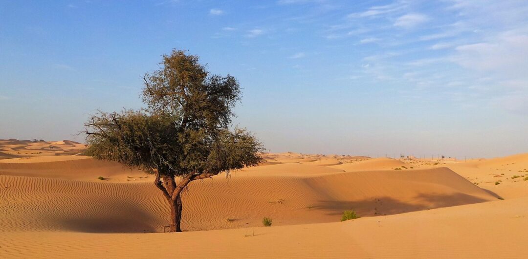 Why Abu Dhabi Should Be Your Next Big Adventure 3 Why Abu Dhabi Should Be Your Next Big Adventure - Desert