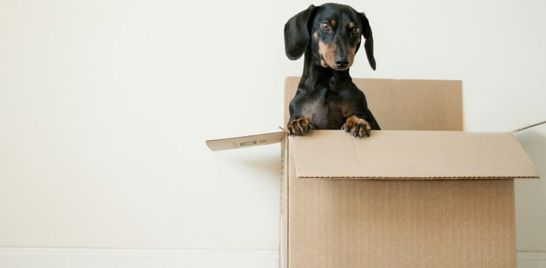 Don't Move Into Your New Home Without Doing These 4 Things First - Dog in a Box