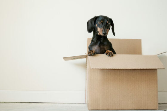 Don't Move Into Your New Home Without Doing These 4 Things First - Dog in a Box