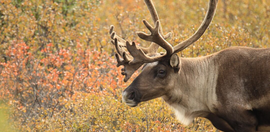 9 Reasons Alaska Should Be At The Top Of Your Travel Wish List - Caribou in Alaska