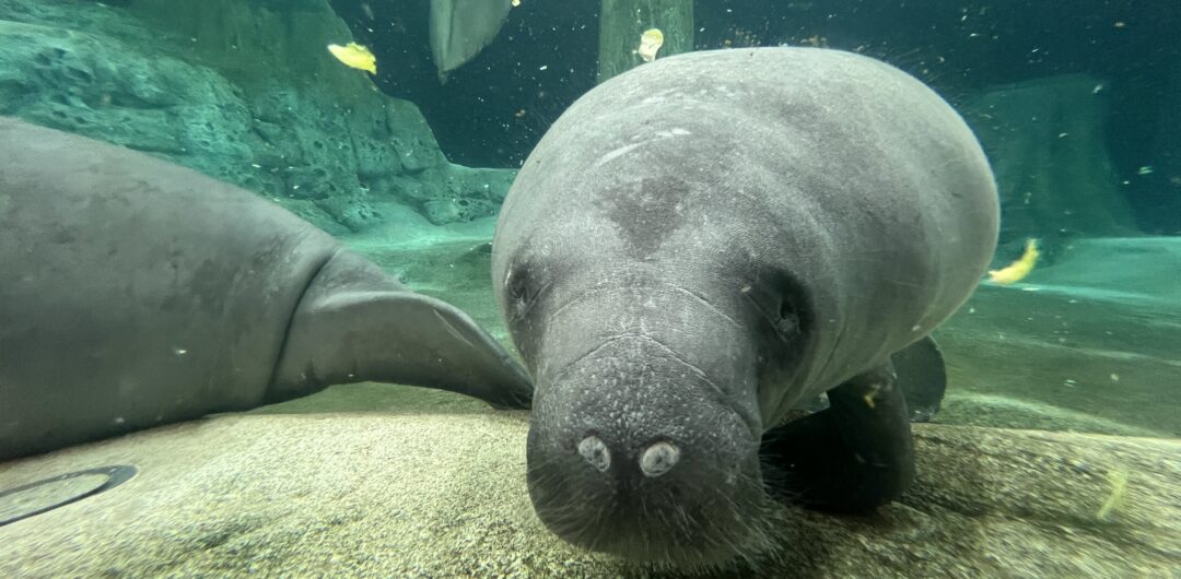 things to do in bradenton and anna maria island - the bishop manatee